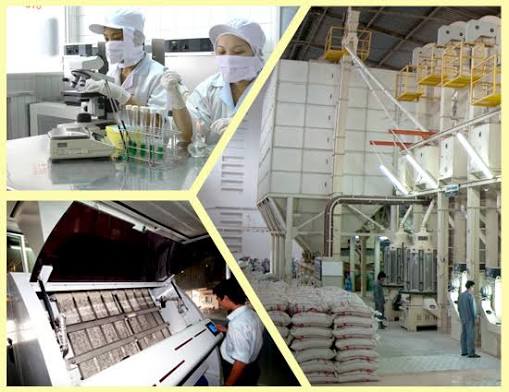 Lĩnh Vực Và Quy Mô Sản Xuất